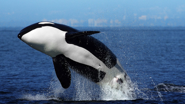 Orca: The KIller Whale