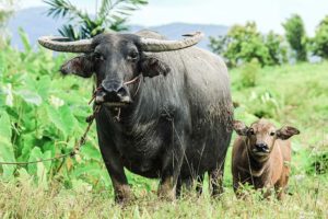 Wild Water Buffalo